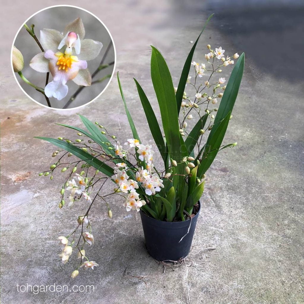 Oncidium Twinkle White Toh Garden Singapore Orchid Plant Flower