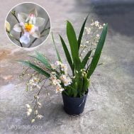 Oncidium Twinkle (White)