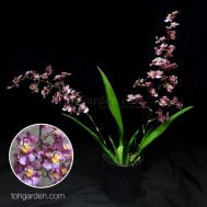 Oncidium Twinkle (Pink Red) 喜洋洋