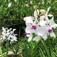 Papilionanda Laennec Liver Pathology Society (2013)