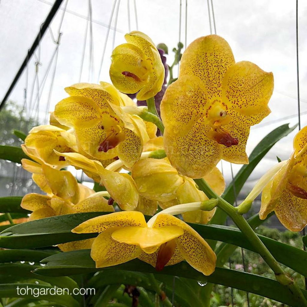 Hanging Vanda Hybrid (Seasonal) Toh Garden Singapore Orchid Plant & Flower Grower