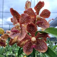 Papilionanda Mimi Palmer hybrids