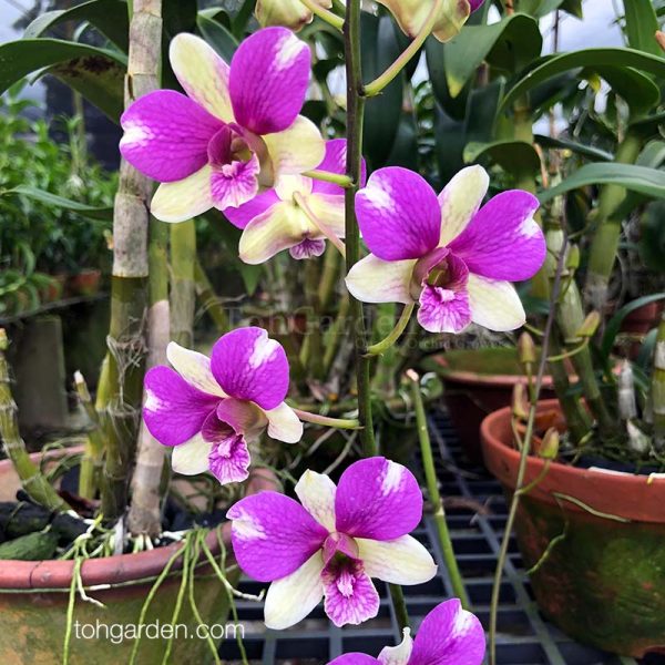 Dendrobium Burana Jade Hybrid - Toh Garden : Singapore Orchid Plant 