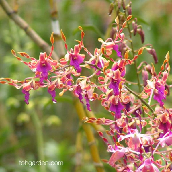 Dendrobium Spatulata hybrids Toh Garden Singapore