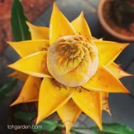 Dwarf Ornamental Banana (Musella lasiocarpa)