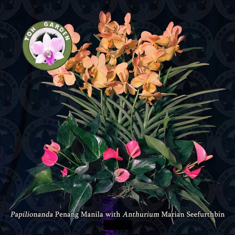 5 in 1 Penang Manila with Anthurium marian seefurth Arrangement