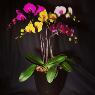 Multicolor Phalaenopsis Combination Arrangement (5-in-1)