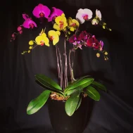 Multicolor Phalaenopsis Combination Arrangement 5 in 1