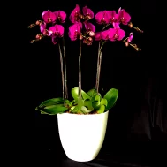 Chilli Red Phalaenopsis Arrangement 6 in 1