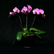 Horizon Phalaenopsis Arrangement 3 in 1