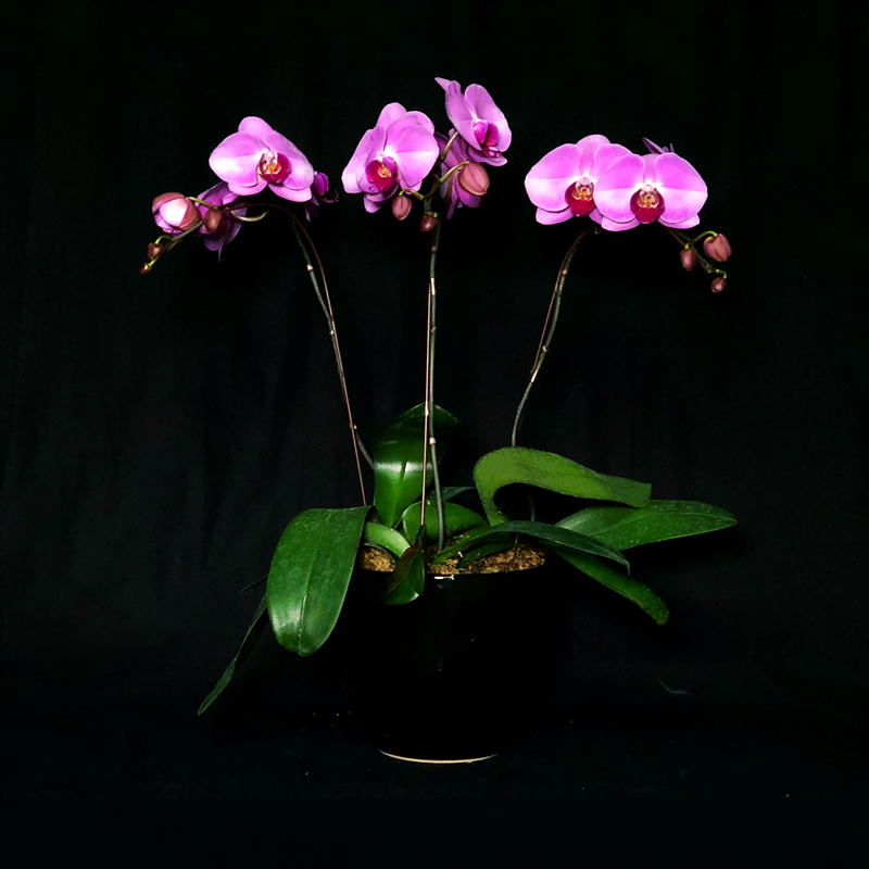 Horizon Phalaenopsis Arrangement (3-in-1)