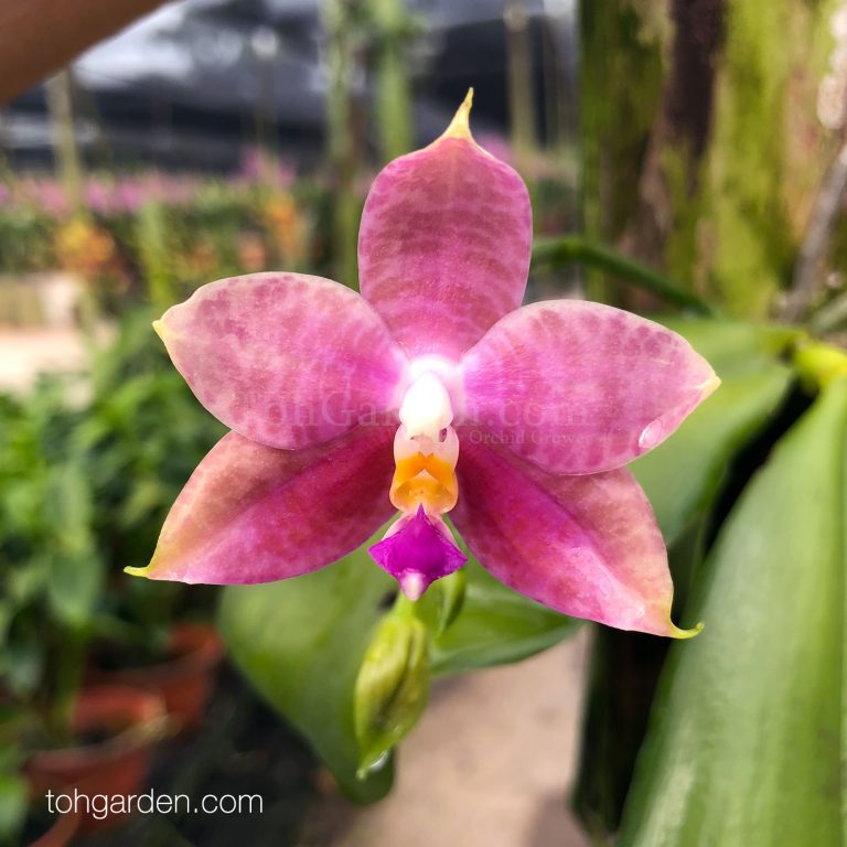 Phalaenopsis amboinensis x violacea - Toh Garden : Singapore Orchid ...