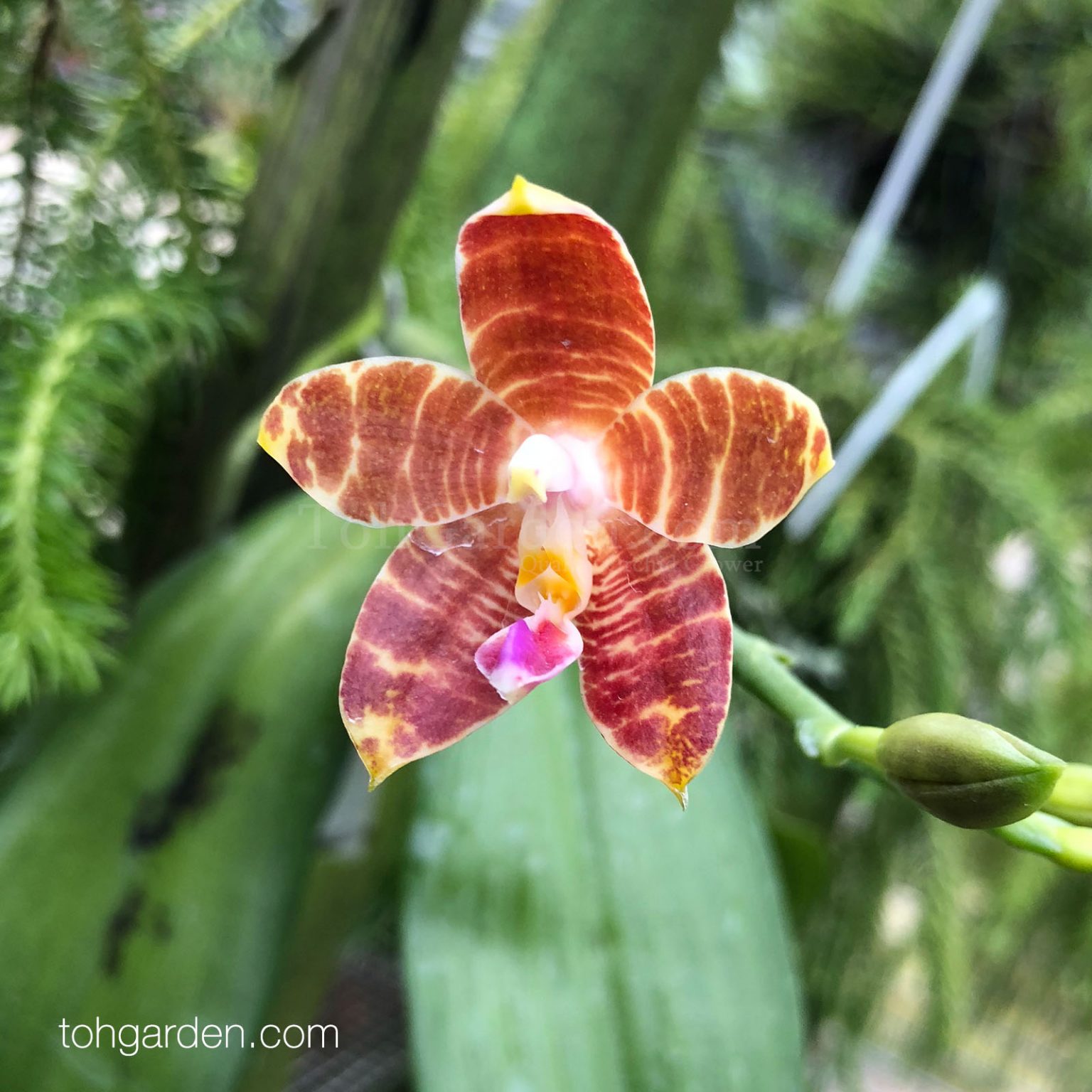 Phalaenopsis amboinensis - Toh Garden : Singapore Orchid Plant & Flower ...