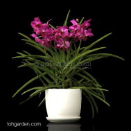 3 in 1 Papilionanda Cedrick Saunders Arrangement