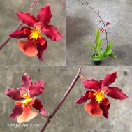 Oncidium Hwuluduen Nova