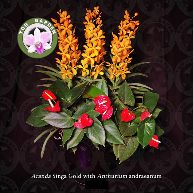 3 in 1 Singa Gold with red anthuriums Arrangement
