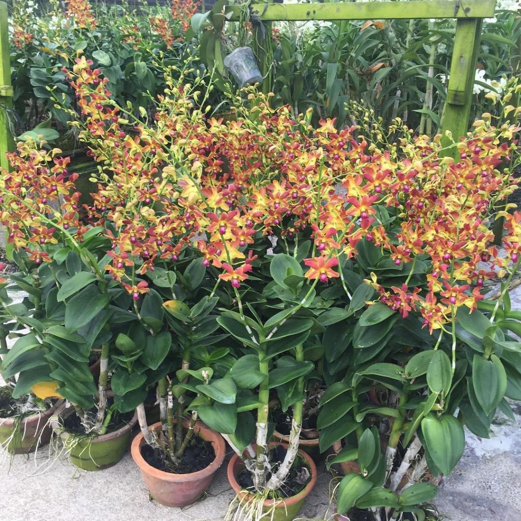 Dendrobium Ninja - Toh Garden : Singapore Orchid Plant & Flower Grower