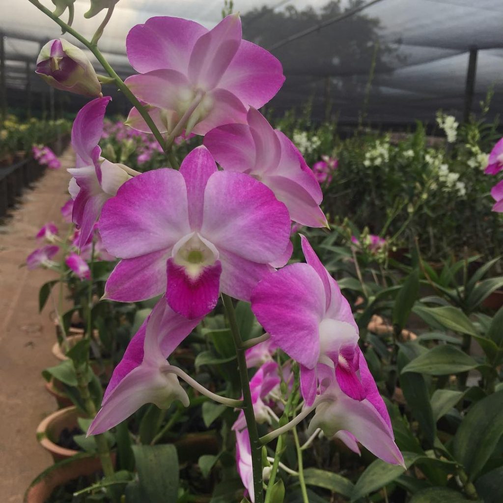 Dendrobium Toh Glory hybrid - Toh Garden : Singapore Orchid Plant ...