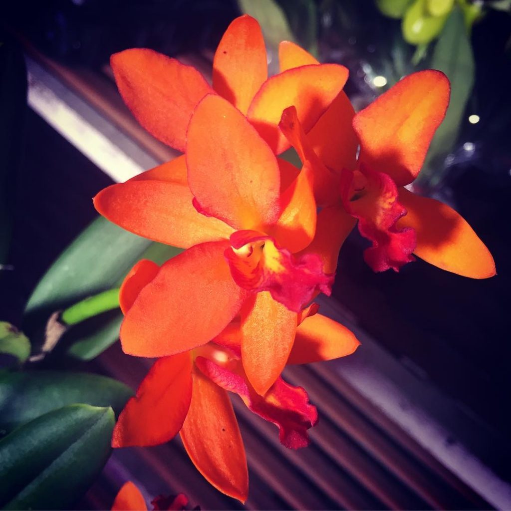 Cattleya Orange hybrid - Toh Garden : Singapore Orchid Plant & Flower ...