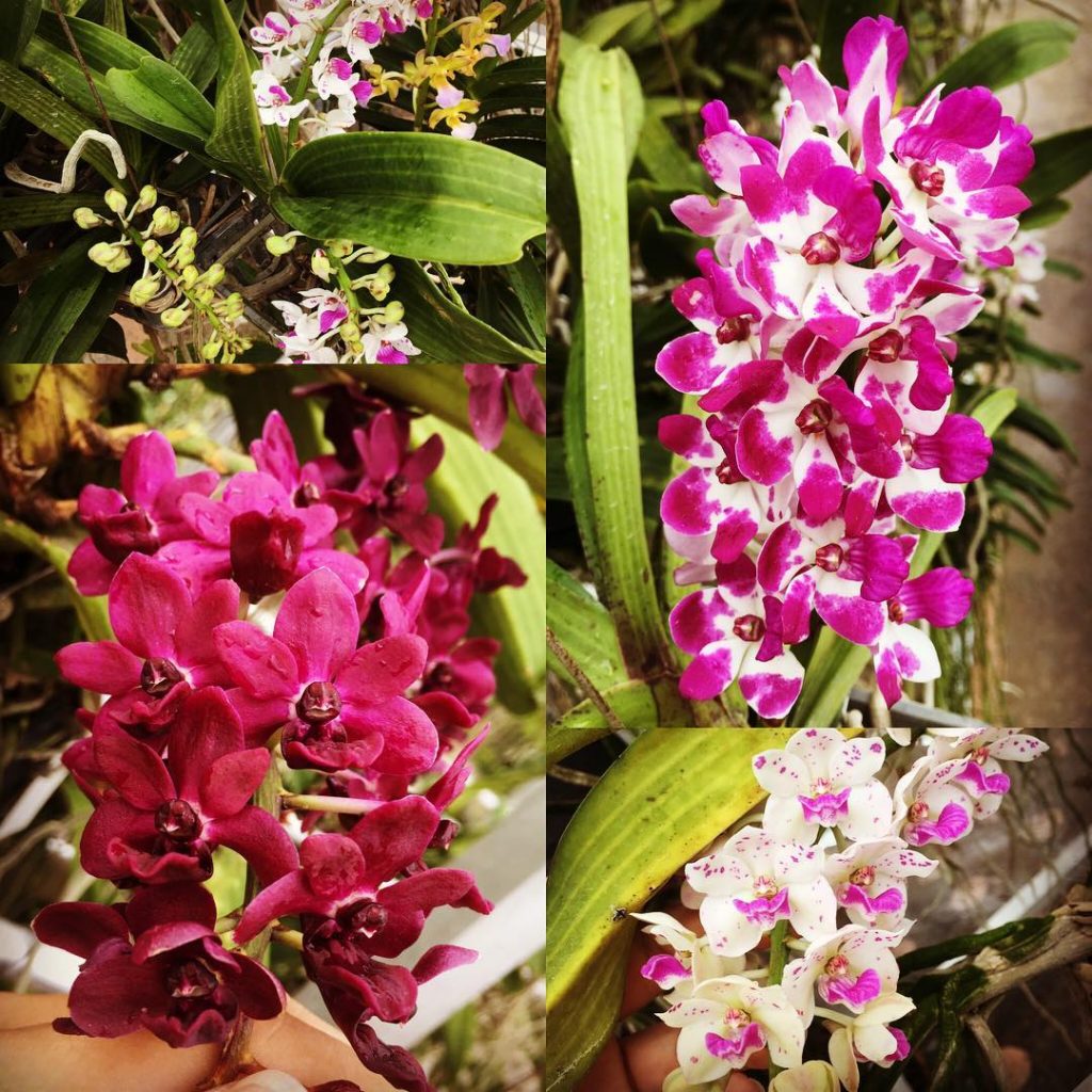 Rhynchostylis gigantea hybrid - Toh Garden : Singapore Orchid Plant ...