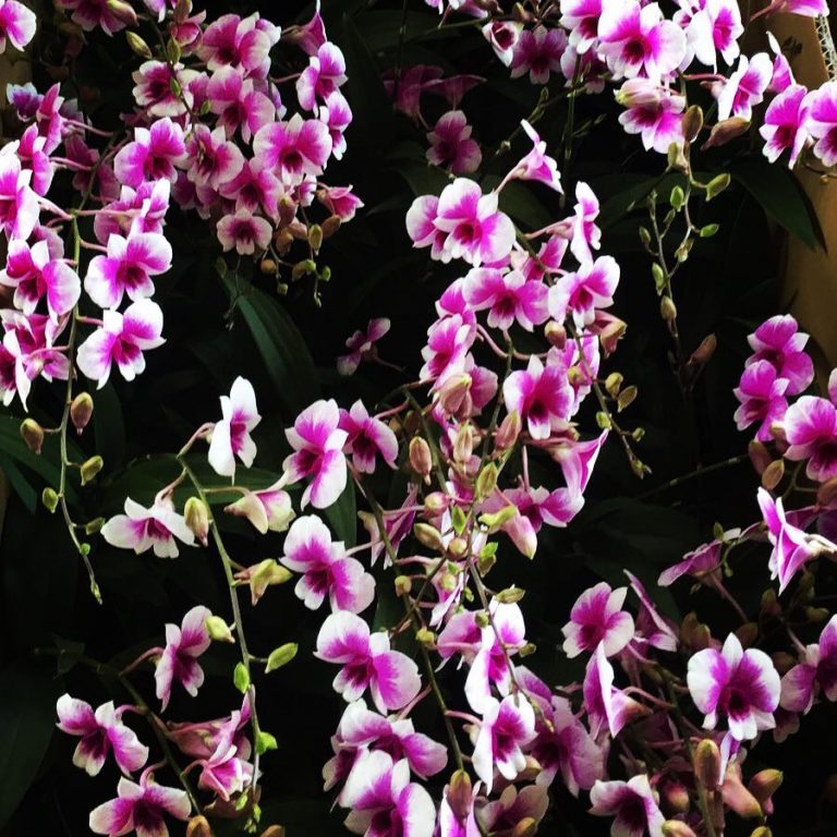 Dendrobium Yaya Victoria Toh Garden Singapore Orchid Plant Flower Grower