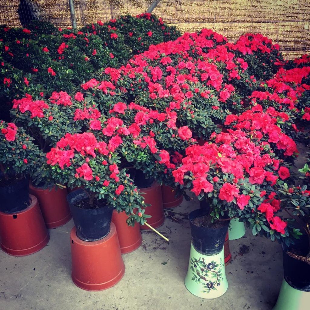 Tree Phoenix Tail Roses Azalea indica (Phoenix Tail Form) | Plant Singapore