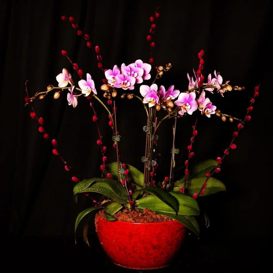 Phalaenopsis (Any Color) with Red Pussy Willow