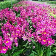 Japanese Miltoniopsis