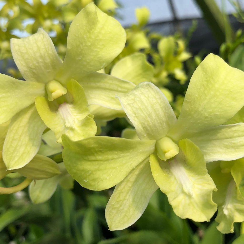 Dendrobium Aridang Green (2006) - Toh Garden : Singapore Orchid Plant