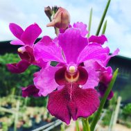 Papilionanda Ruby Prince (1951)