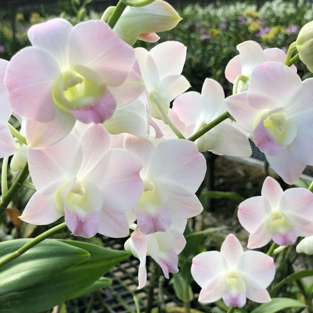 Dendrobium Airey Peach (2010) - Toh Garden : Singapore Orchid Plant ...