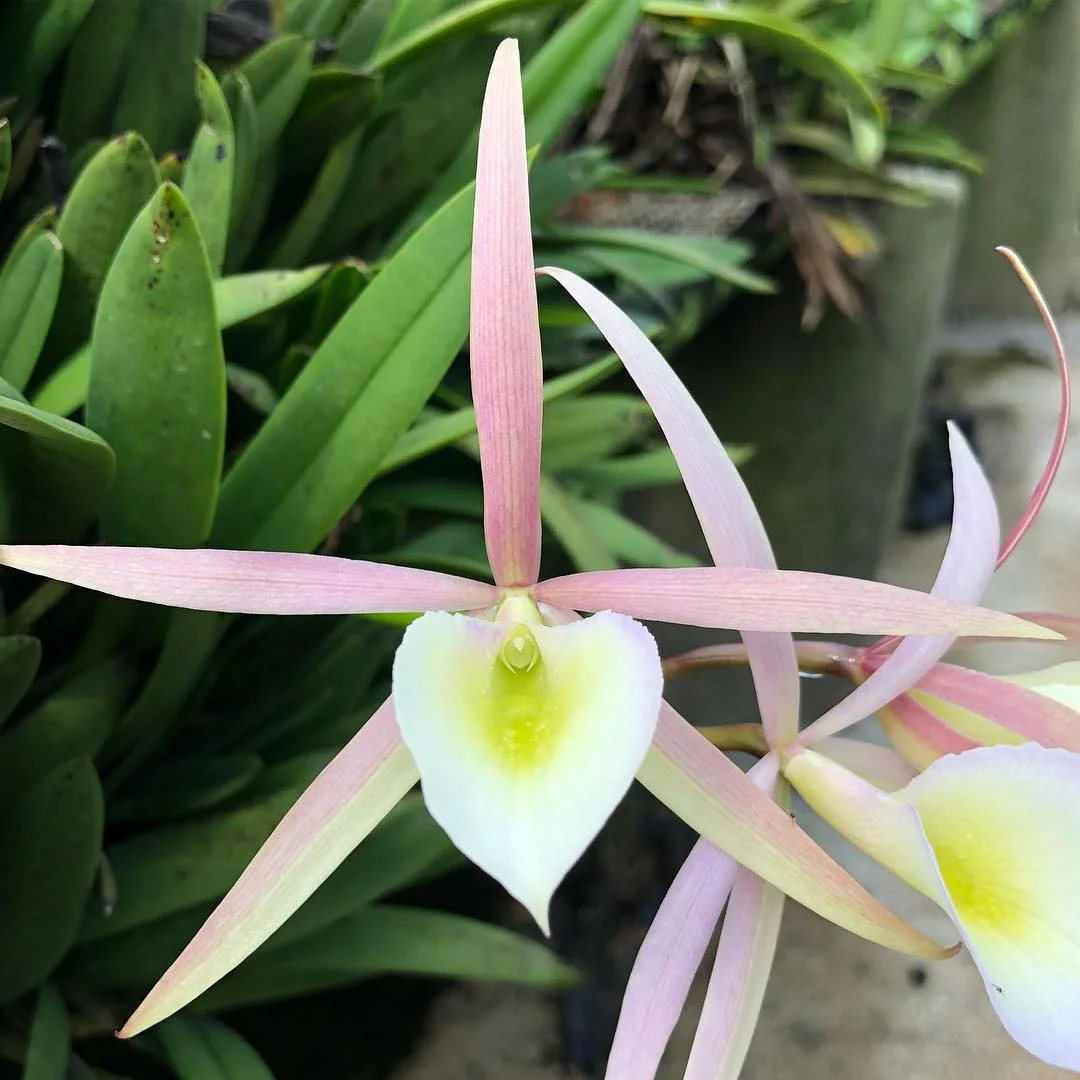 Pink Brassocattleya hybrid