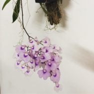 Ionopsis (with driftwood/wooden square base)