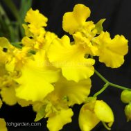 Oncidium Triple Lips