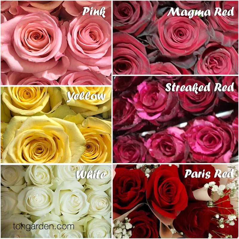 Valentine's Day Rose Bouquet Preorder by 10 Feb - Toh Garden ...