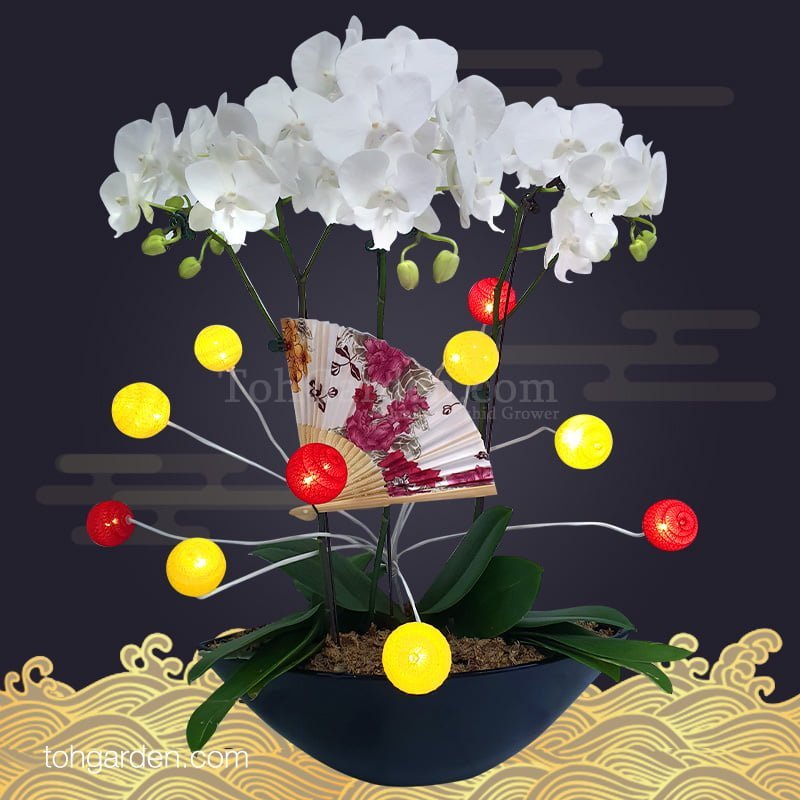 CNY 一帆风顺 Phalaenopsis Arrangements 3 in 1