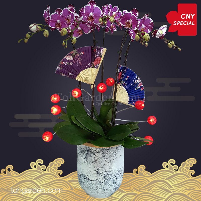 CNY Special Purple Phalaenopsis Arrangement 3 in 1