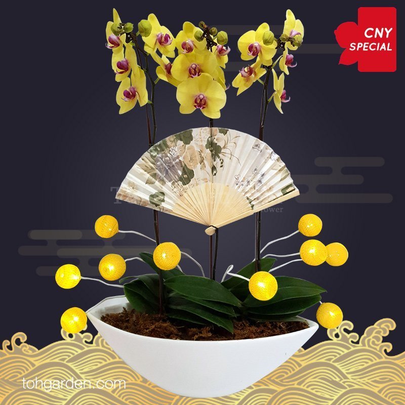 CNY Special Yellow Phalaenopsis Orchids 3 in 1