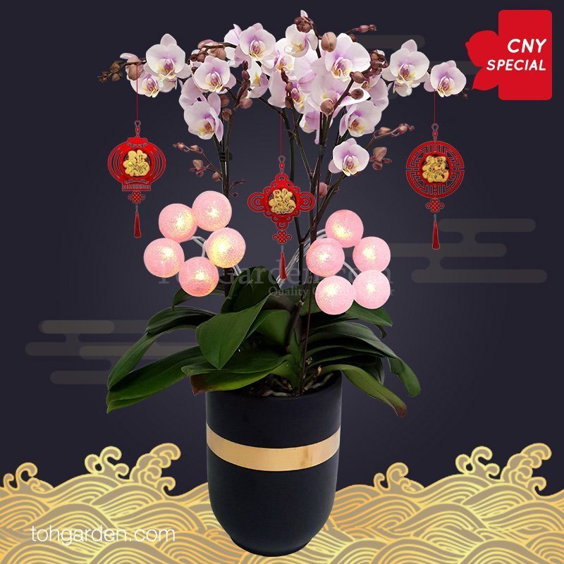 CNY Special Pink Phalaenopsis Orchids 3 in 1