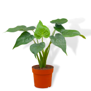 Alocasia cucullata