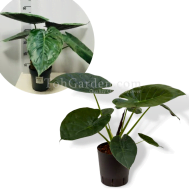 Alocasia wentii