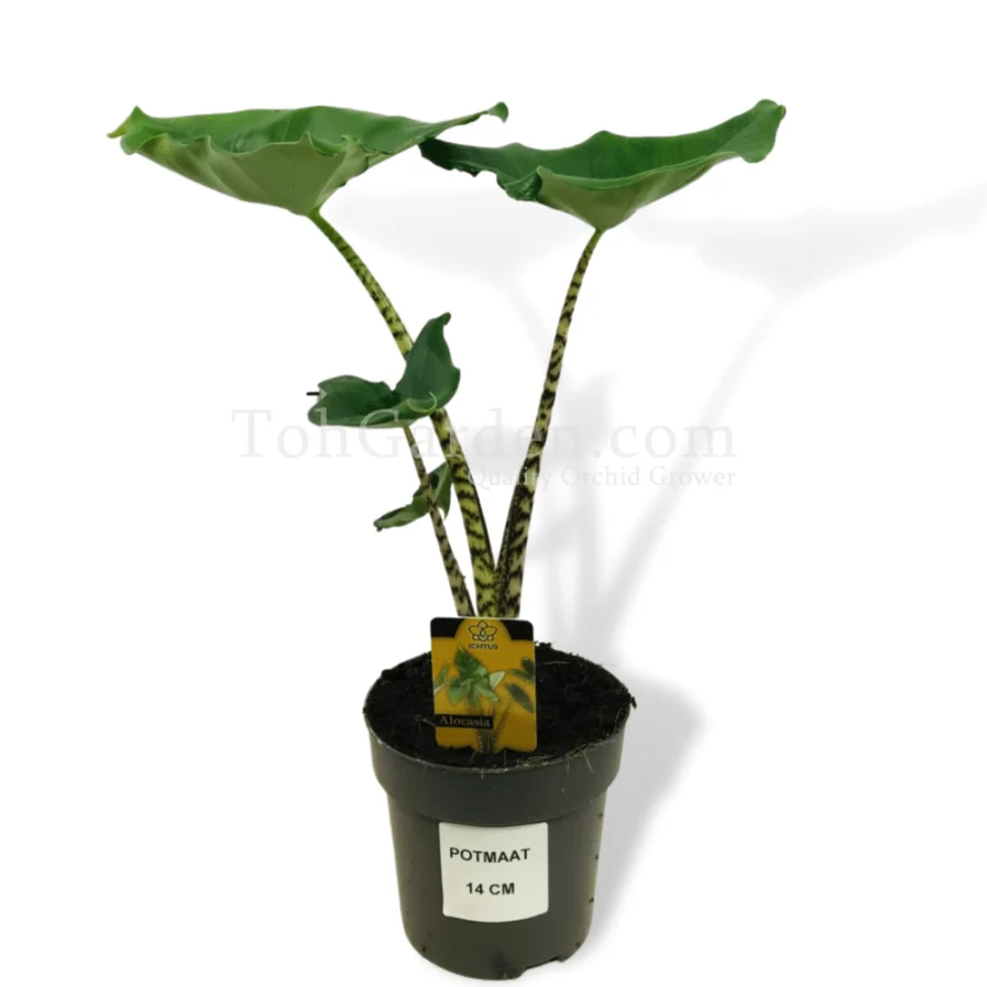 Alocasia zebrina Little Zebrina