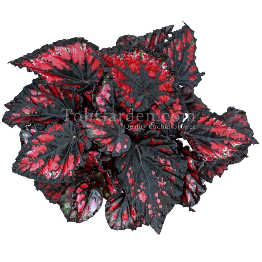 Begonia Magic Colours Etna