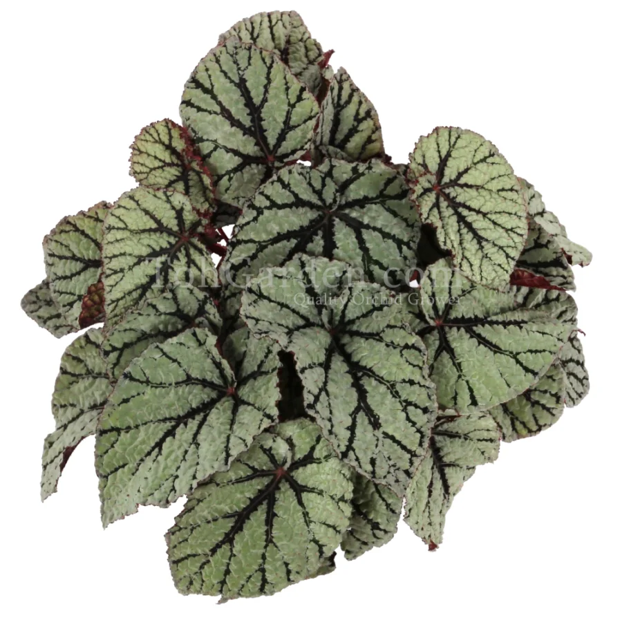 Begonia Magic Colours Fedor
