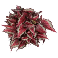 Begonia Magic Colours Spitfire