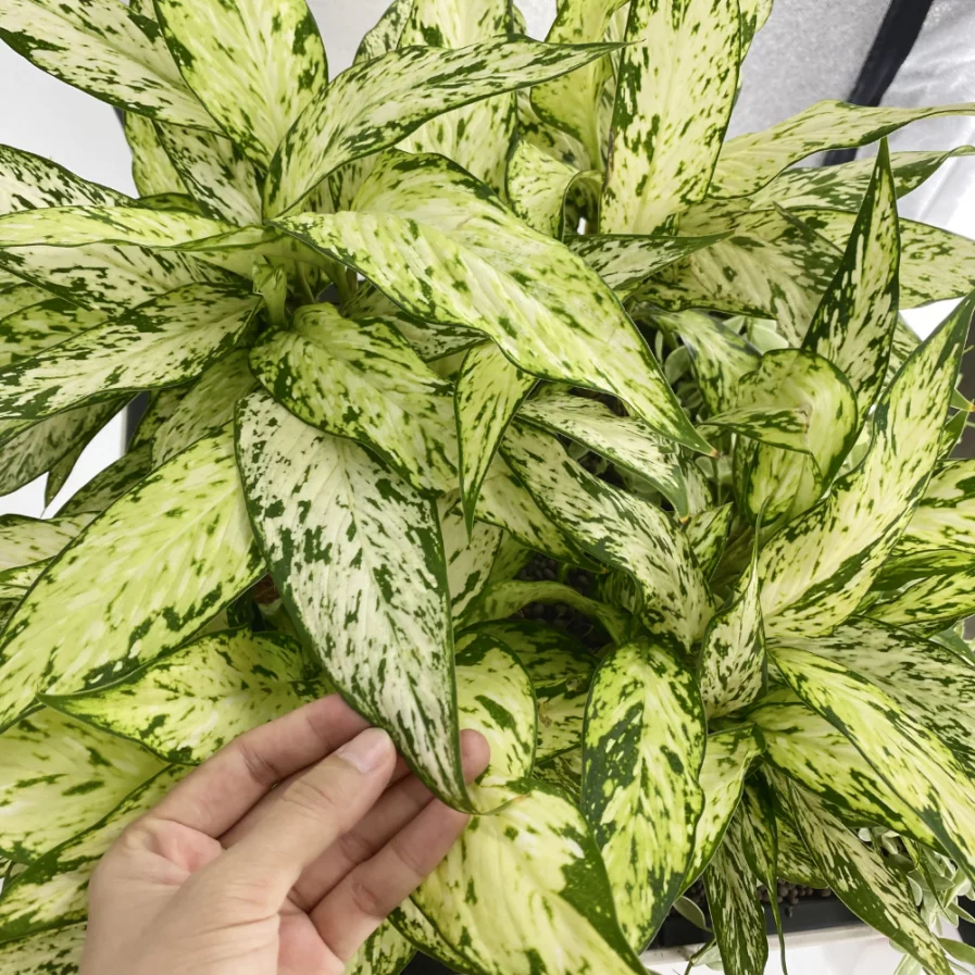 Dieffenbachia Star Bright