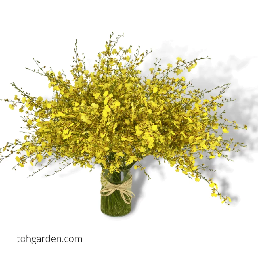 Golden Shower Flower Arrangement Toh Garden Singapore Orchid Plant