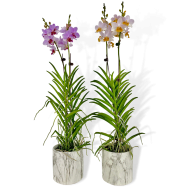 Papilaenopsis Hao Xiang Ni Arrangement With Ceramic Marble Pot