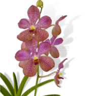 Papilionanda Roberta Chun (1954)