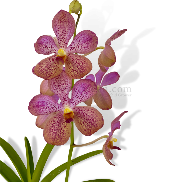 Orchids, Plants & Flowers Arrangements Toh Garden Singapore Orchid